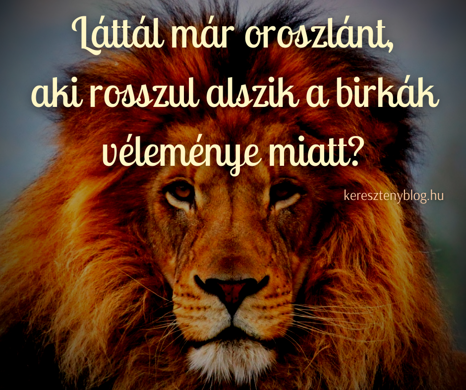 oroszlán