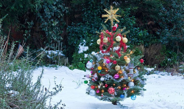 christmas-tree.jpg