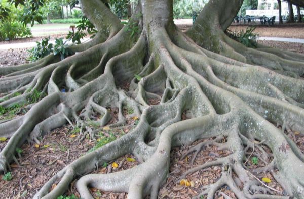 tree-root.jpeg